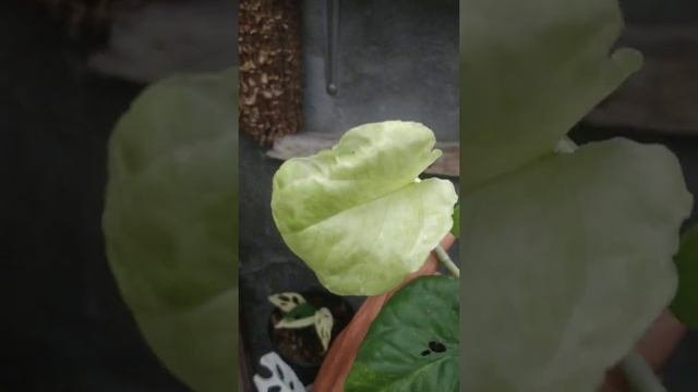 Amydrium Medium Albo Variegata Sumatera | Fazza Nursery - Popular Plants