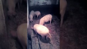 Разведение свиней в домашних условиях
