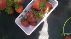 ПЕТАЛУМА -  еще одна "клубничная" новинка 2019 года.