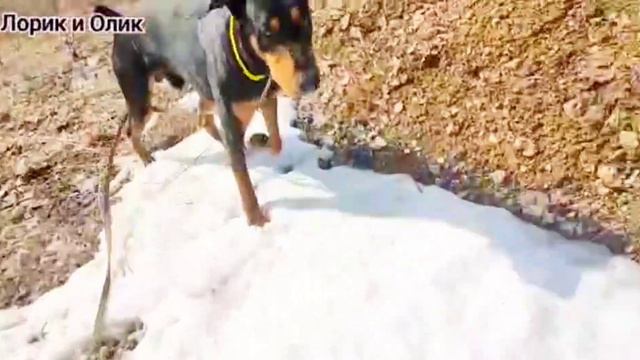 Доберман Лорд. Встретили в лесу злюку. 😏 смотреть онлайн