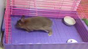 Кролик странно себя ведет, прыгает и трясет головой. Bunny jumps and shakes head