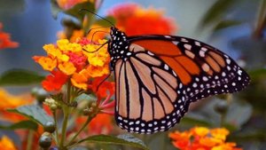 Цветотерапия для снятия стресса и лечения глаз