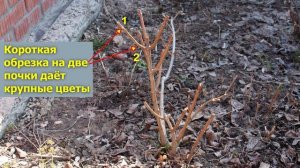 Как обрезать штамбовую гортензию