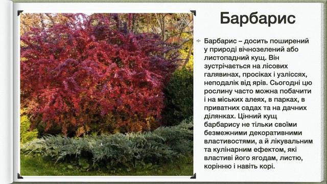 Різноманітність дерев та кущів для озеленення