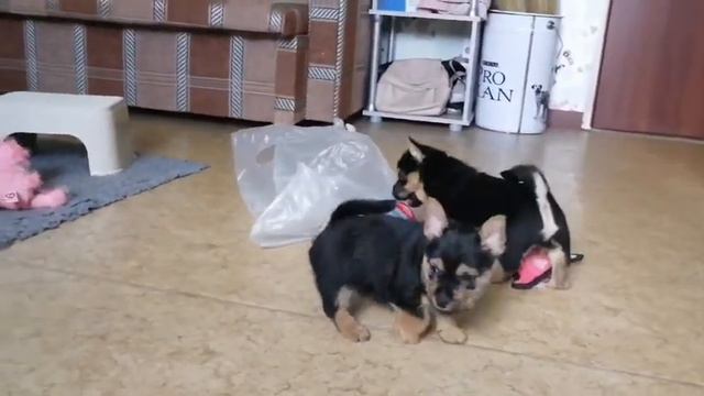 Генри(2) смотреть онлайн