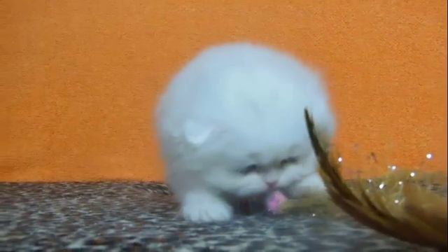 беляночка-вислоушка смотреть онлайн