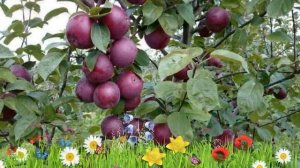 Яблоня ранний Спартан ? Обзор: посадка и уход. саженцы, крупномеры яблони: описание и особенности