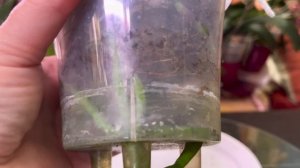 Первое цветение подростков.OX Luna Rosa "бабочка". Цветение взрослых орхидей в январе 2024 г.