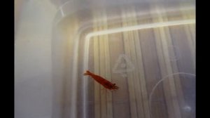 Креветка красный огонь Neocaridina Heteropoda var. Red Fire