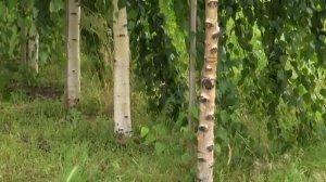 Плакучие формы деревьев в питомнике Сад Вашей Мечты