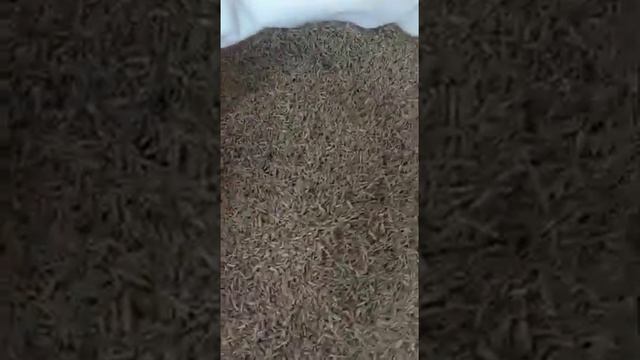 Caraway seeds 98-99% (Bulk Herbs and Bulk Spices Manufacturer Exporter)