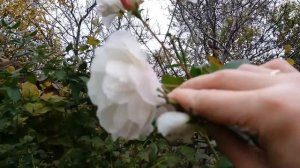 Роза Айсберг поздней осенью