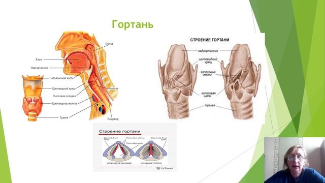 Гортань топография строение. Топография гортани у новорожденных. Строение воздухоносных путей.