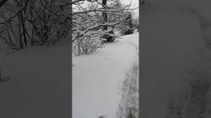 Кане корсо немного о характере