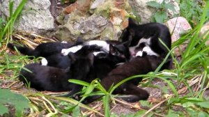 Кошки черные с белой грудкой и носочками