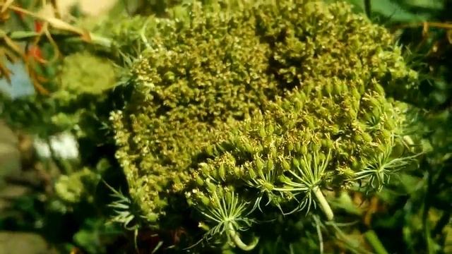 Морковь | Как вырастить семена морковки ! смотреть онлайн