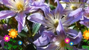 Клематис гибридный Голубая река (Блю ривер). Краткий обзор, описание clematis Blue River