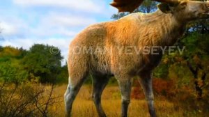 ЦЕРВАЛЬЦЕС ЛАТИФРОНС | Самый огромный олень из когда-либо живших на Земле