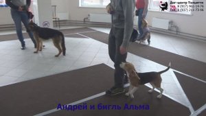 Занятие по дрессировке (группа начального послушания): обучение собак движению рядом. Тольятти, 2019