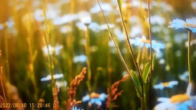 Вишенка на торте - поднимает свою значимость смотреть онлайн