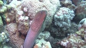 8 Самых Ядовитых РЫБ в Мире