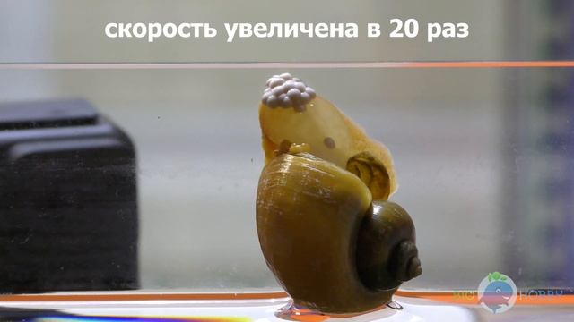 Как желтая улитка ампулярия откладывает яйца? Впервые в истории YouTube в качестве - 4K! смотреть онлайн