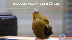 Как желтая улитка ампулярия откладывает яйца? Впервые в истории YouTube в качестве - 4K!