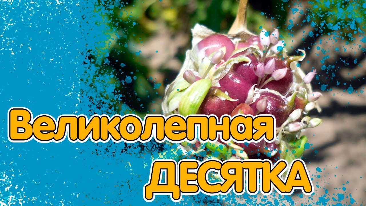 ТОП 10 ВИДОВ ЛУКА ДЛЯ ВАШЕЙ ГРЯДКИ И КЛУМБЫ смотреть онлайн