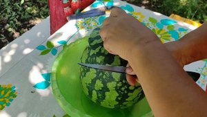 Арбузы привитые на лагенарию на даче 6 соток.