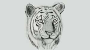 Рисуем реалистичного тигра  / Time lapse video: Drawing of a realistic tiger