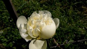 Пионы год 18й Colonel Owen Cousins