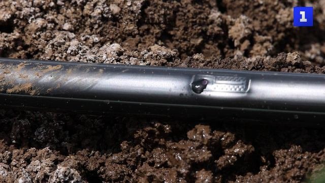 «Умное» орошение помогает увеличить урожай овощей в Крыму