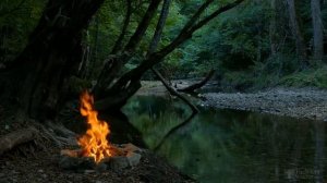 Можно ли поливать растения дрожжами?