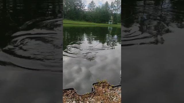 Доброе форелевое утро