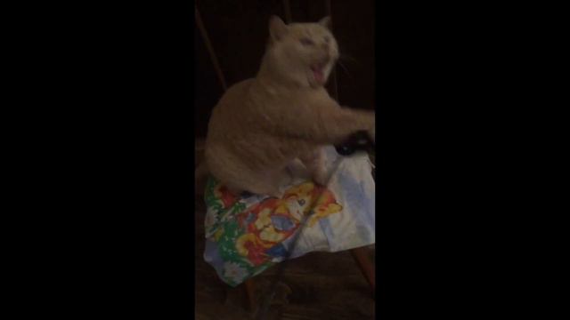 Как проходит день Британской солнечной кошки после Нового года/ British cat after Christmas eve смотреть онлайн