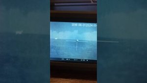 Охота на волка с помощью манка раненый заяц беляк