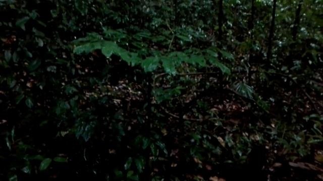 Борнео — Гунунг Гадинг — Серия 2 — Тропический лес