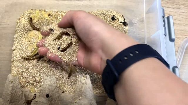 Мини-ферма жуков Зофобаса. Как развести колонию личинок? (жук чернотелка) смотреть онлайн