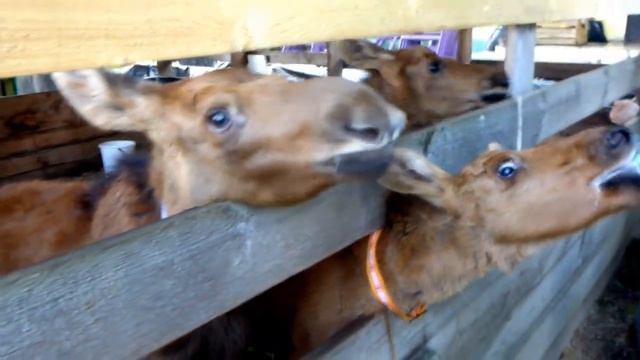 Спасибо за молоко смотреть онлайн