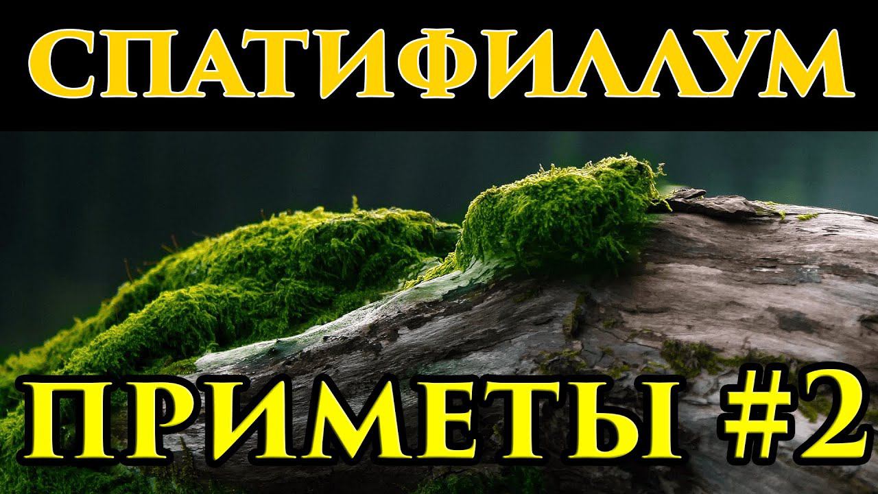 Можно ли держать дома, дарить спатифиллум - приметы  - Маг Fose
