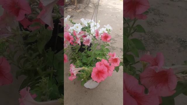 How to winter Petunia care and longtime blooms смотреть онлайн