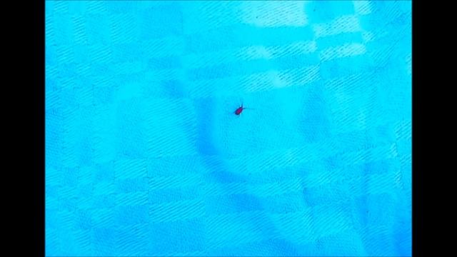 Клещ-краснотелка (Trombidiidae) ИЛИ ДРУГОЙ ВИД смотреть онлайн