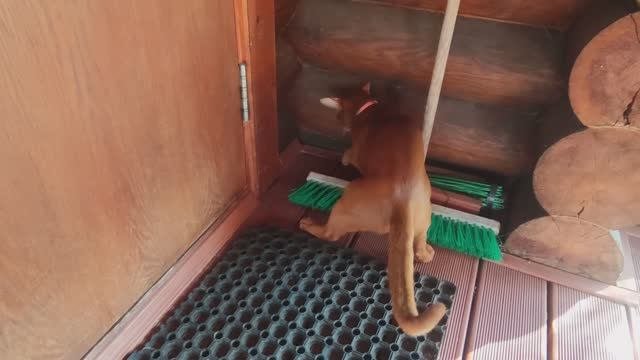 Начинающий охотник