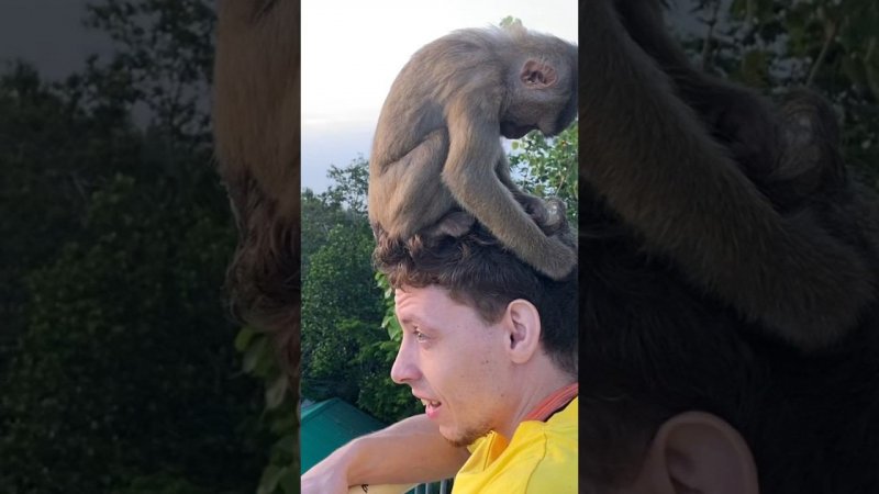 Обезьяна села мне на голову #asia #vibes #phuket #thailand #funny #monkey