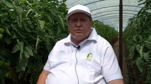 Болезни томатов. Вершинная гниль на томатах. Как спасти урожай.