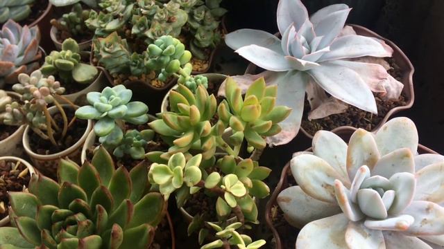 Echeverias that do well on rain or shine Settings.