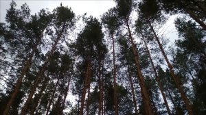 Влог / Касимовский район / Село Самылово / Дом в деревней /Подарок новорожденному