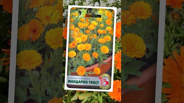 Календула карликовая - Мандарин твист.?