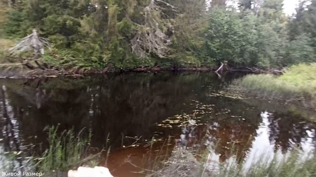 Попал на хороший клев | жор щуки в сентябре смотреть онлайн