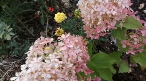 Гортензия Фантом в сентябре.